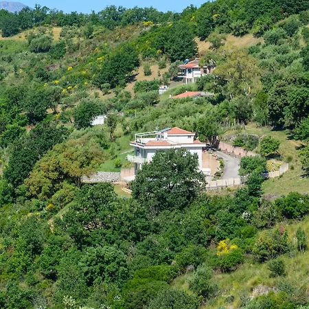 B&B Drius Edode -