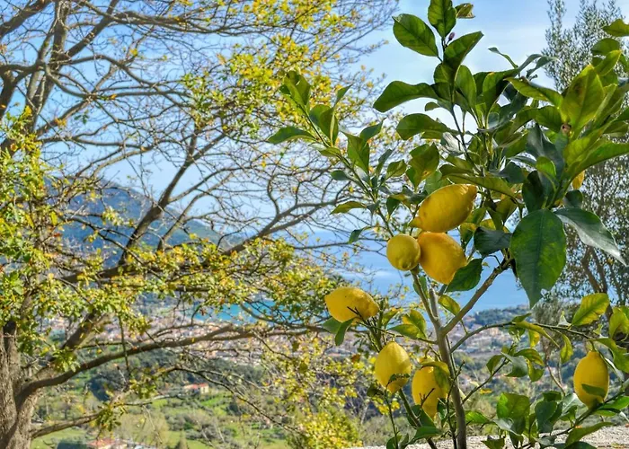 Drius Edode - Torraca